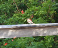 The bird has his nest on the club's terrace